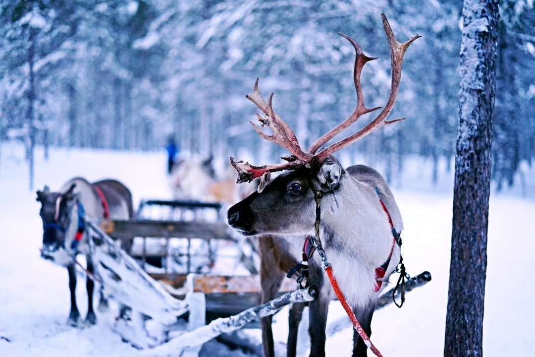 reindeer pulling sled online puzzle