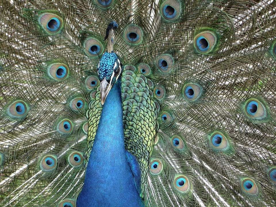Peacock showing its tail online puzzle