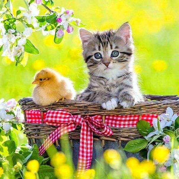 Маленька пташка і кошеня всередині кошика онлайн пазл