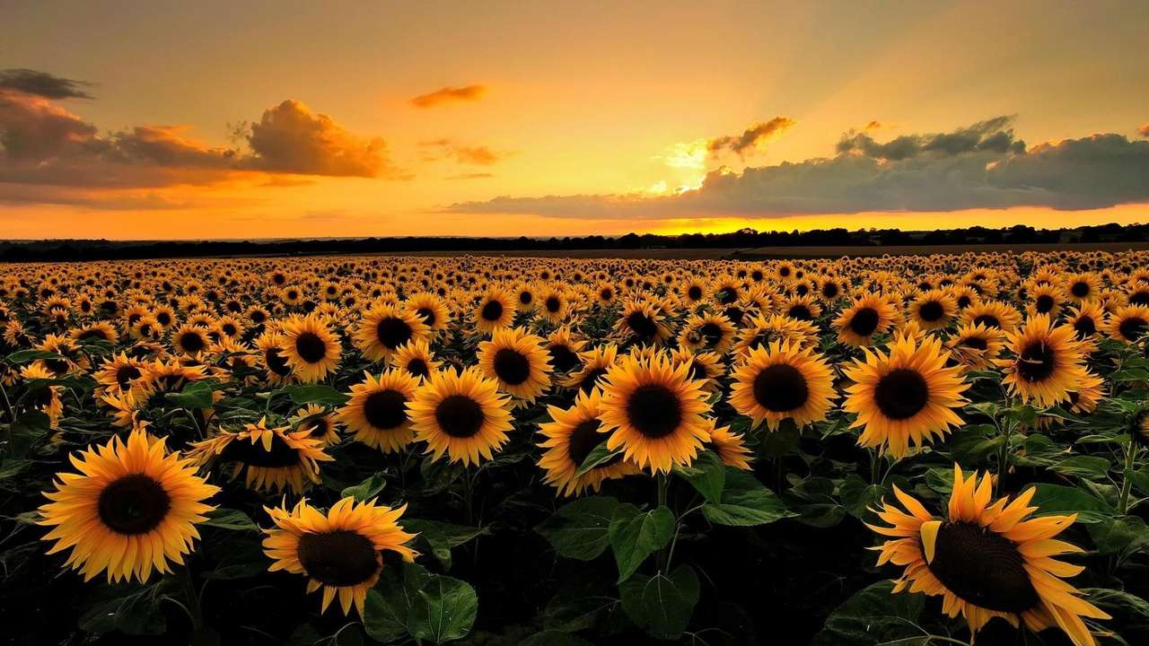 Sunflower field at sunset - Puzzle Factory