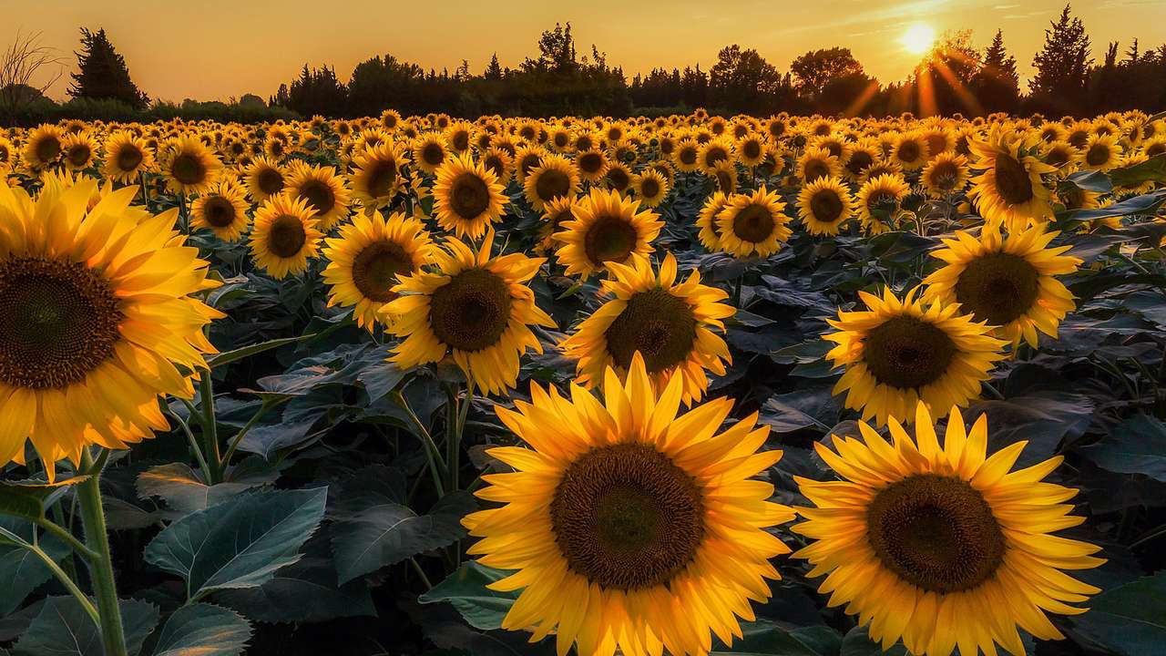 Sonnenblumenfeld bei Sonnenuntergang Online-Puzzle