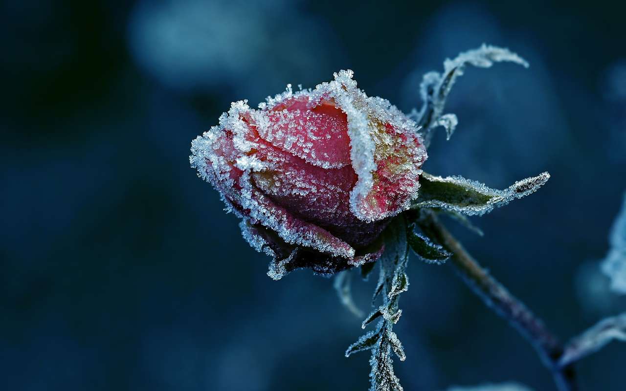 παγωμένο κόκκινο τριαντάφυλλο παζλ online
