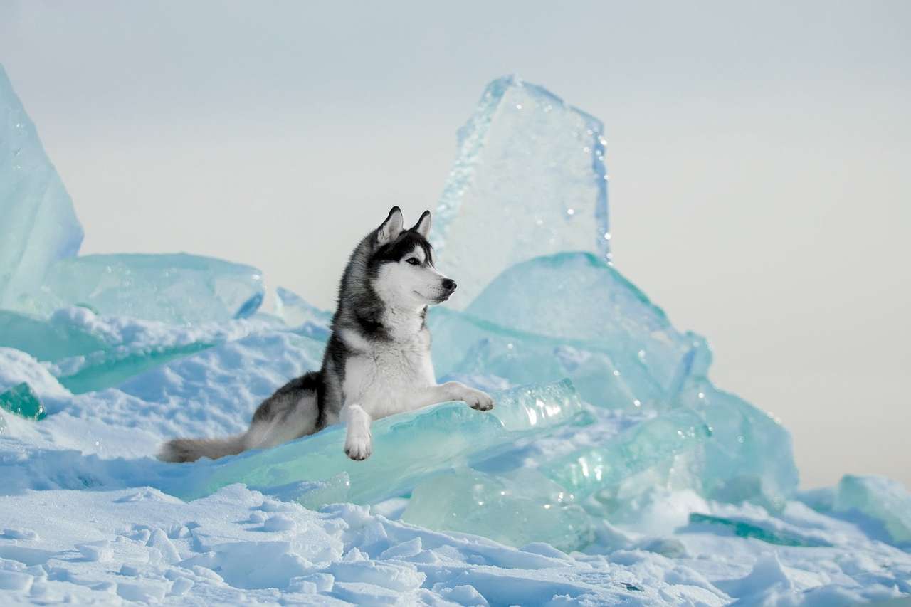氷の上のシベリアンハスキー ジグソーパズルオンライン