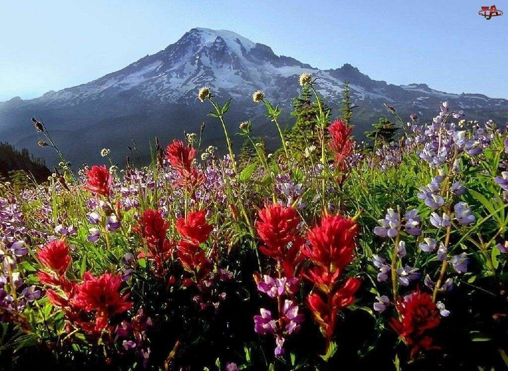Glade i blommor i bergen pussel på nätet
