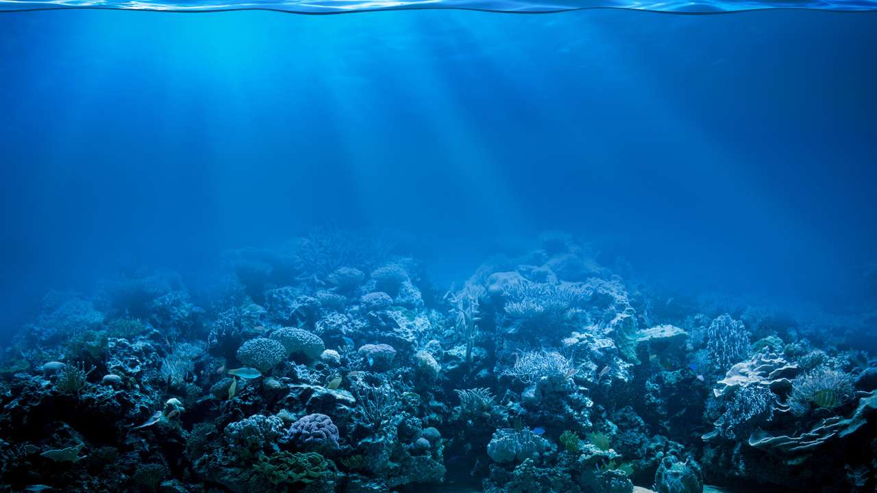 Mořský ekosystém skládačky online