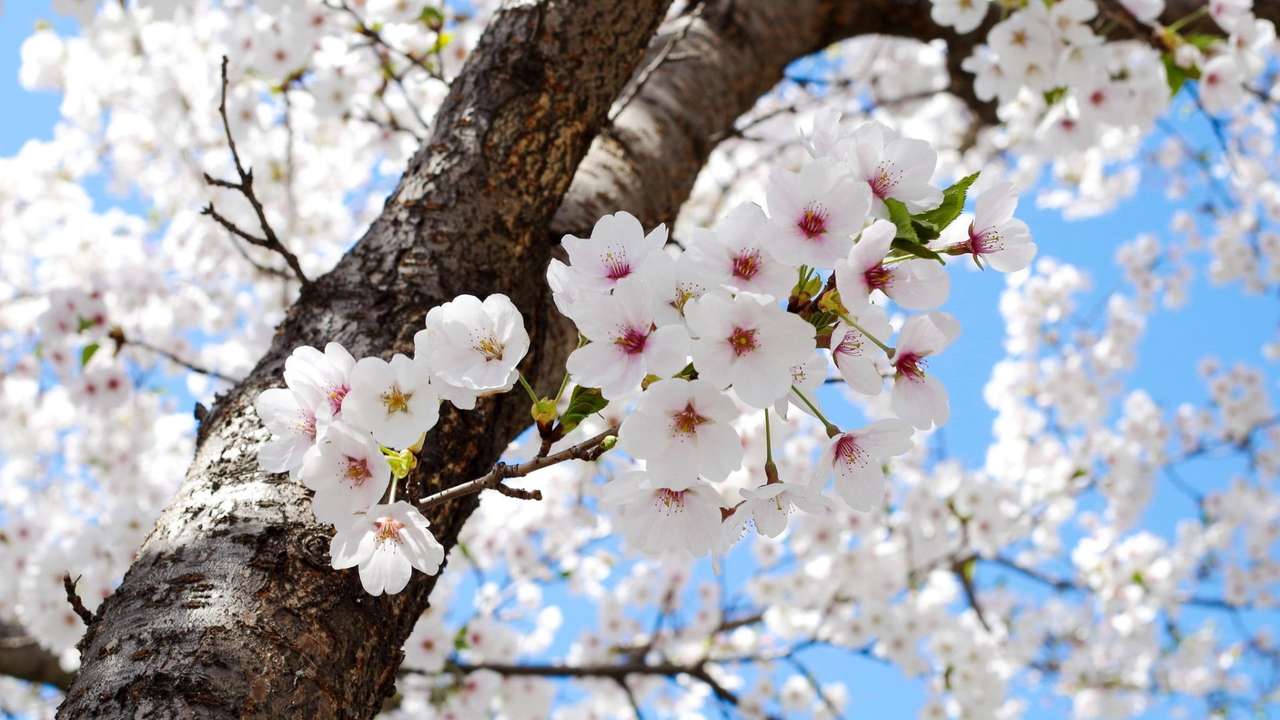 linda árvore com flores brancas puzzle online