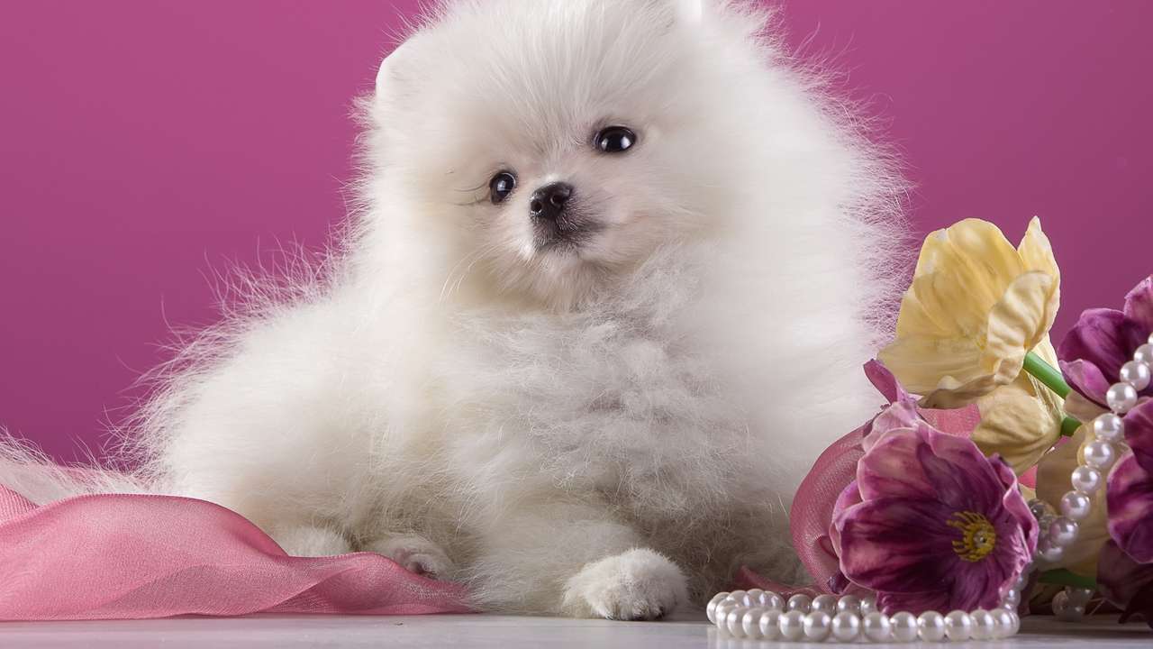 söt liten hund på rosa bakgrund Pussel online