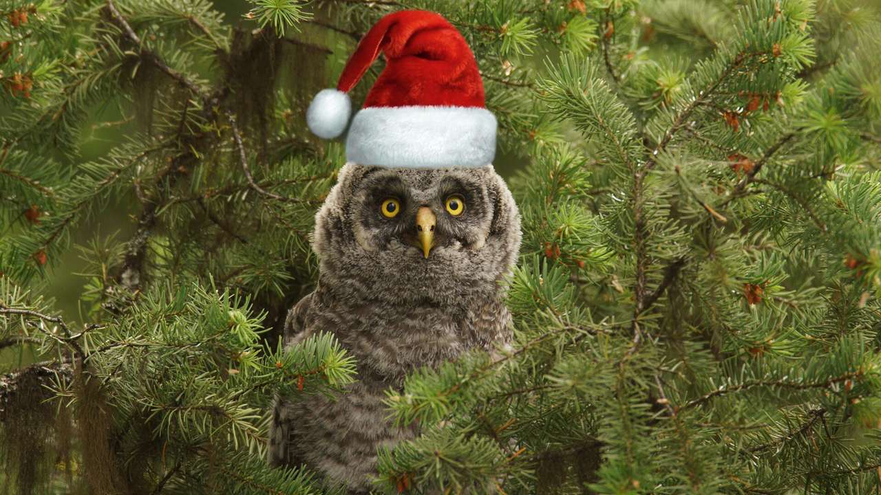 owl with hat jigsaw puzzle online