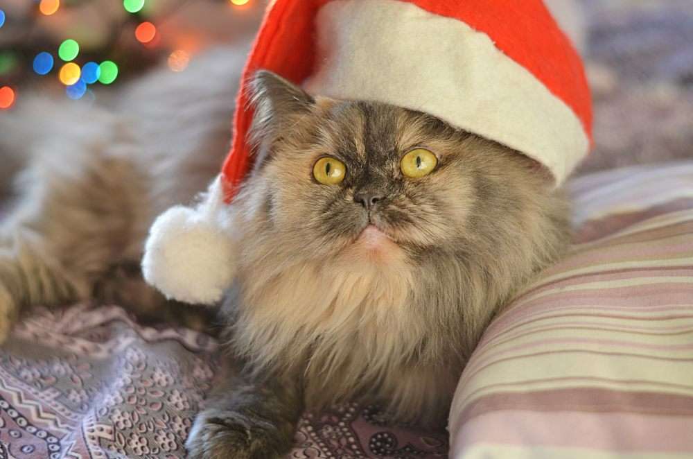 Gatito con gorro navideño rompecabezas en línea