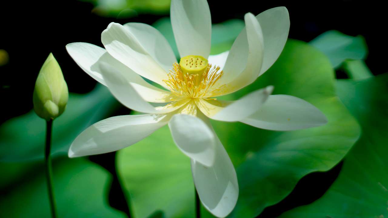 бяла водна лилия в блатото онлайн пъзел
