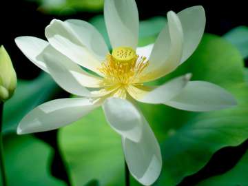 white water lily in the swamp jigsaw puzzle online