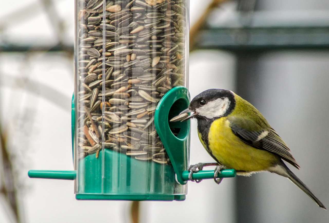 Nutrire gli uccelli puzzle online