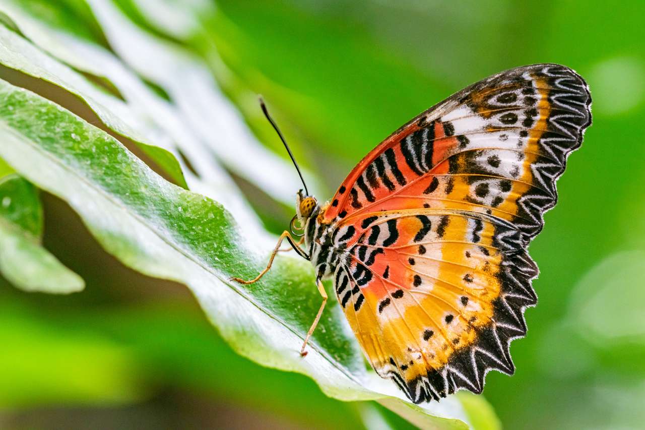Пеперуда почива върху зелено листо онлайн пъзел