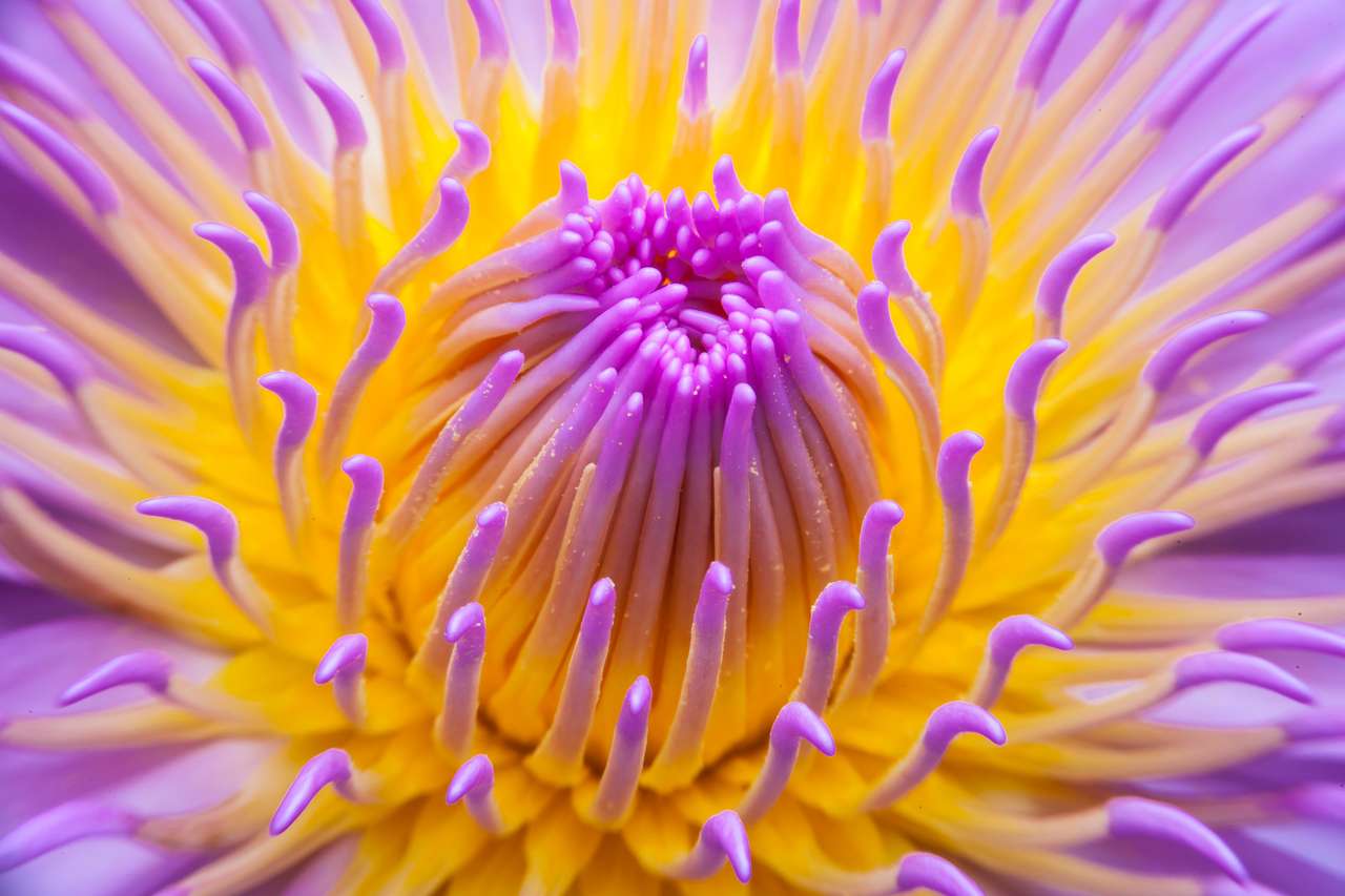 Schöne Lotusblume oder Seerose. Puzzlespiel online