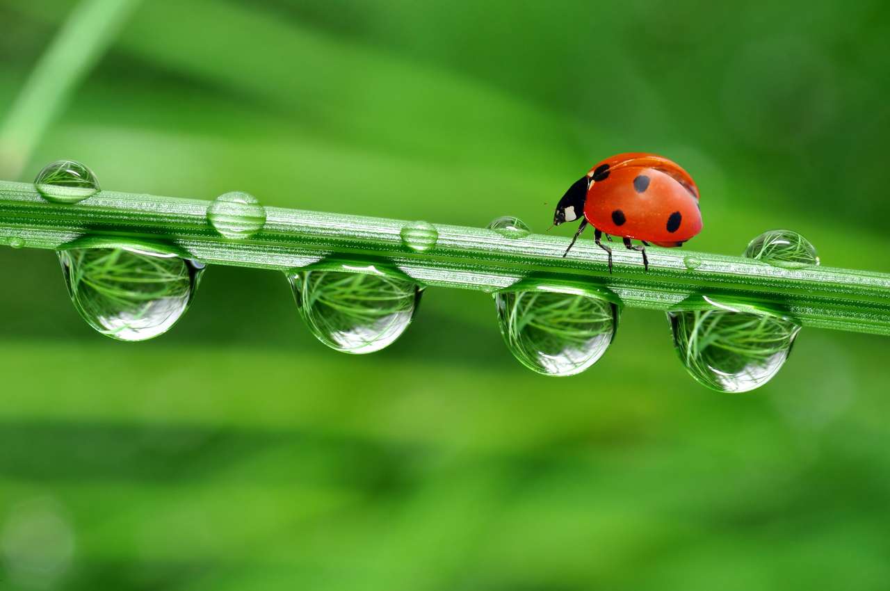Fresh morning dew and ladybird online puzzle