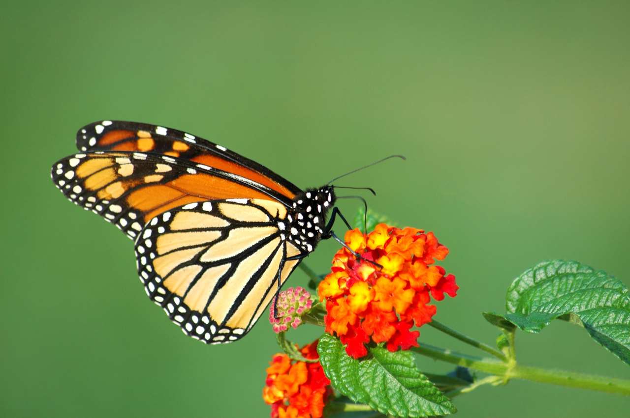krásný motýl skládačky online