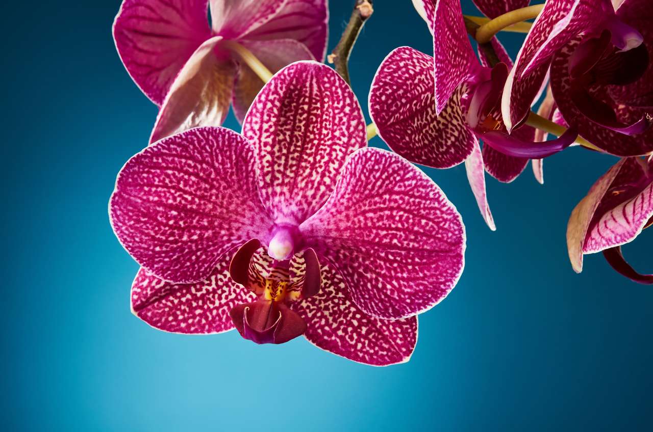 Hermosas flores de orquídeas rompecabezas en línea