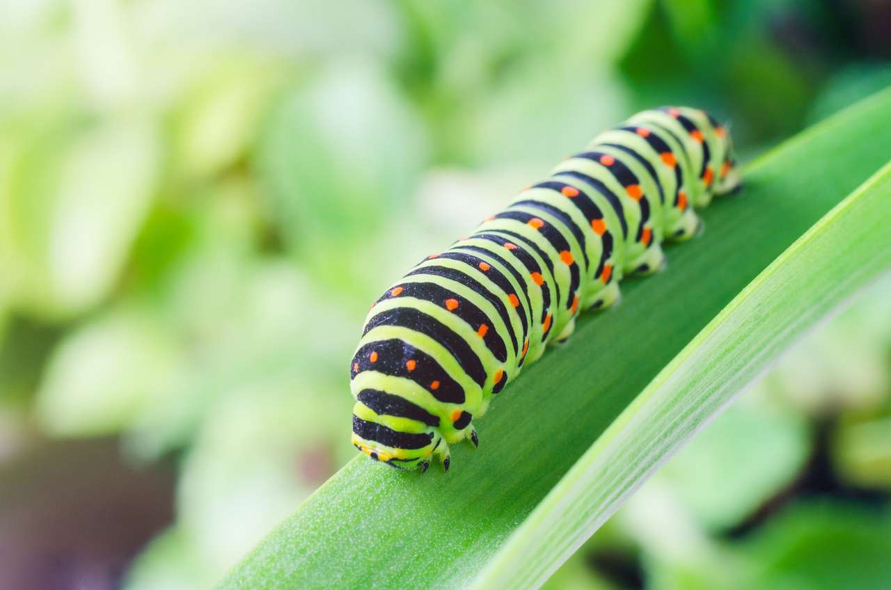 Caterpillar kruipt op groene bladeren legpuzzel online