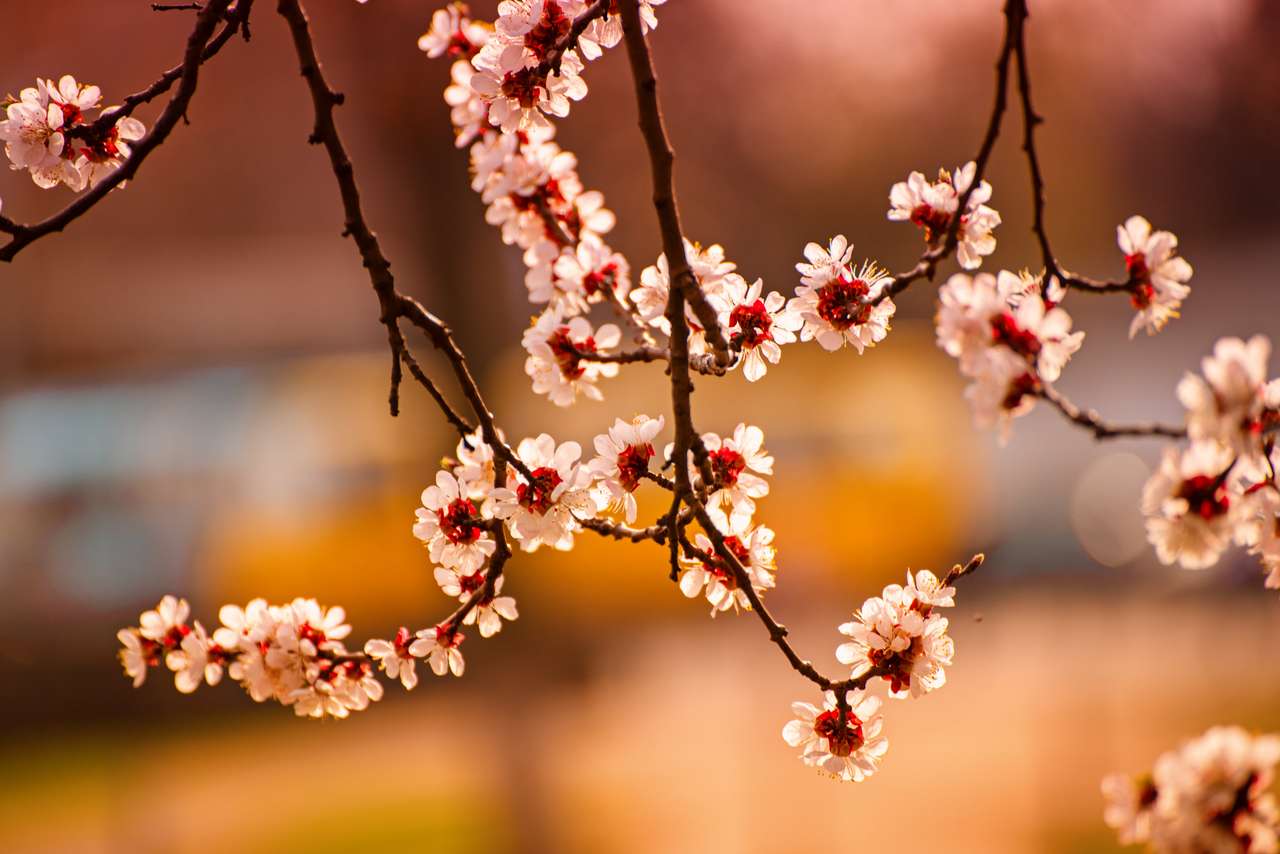 Blüten des Aprikosenbaums Online-Puzzle