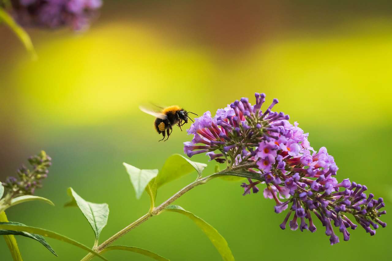 Néctar de alimentação de abelhas quebra-cabeças online