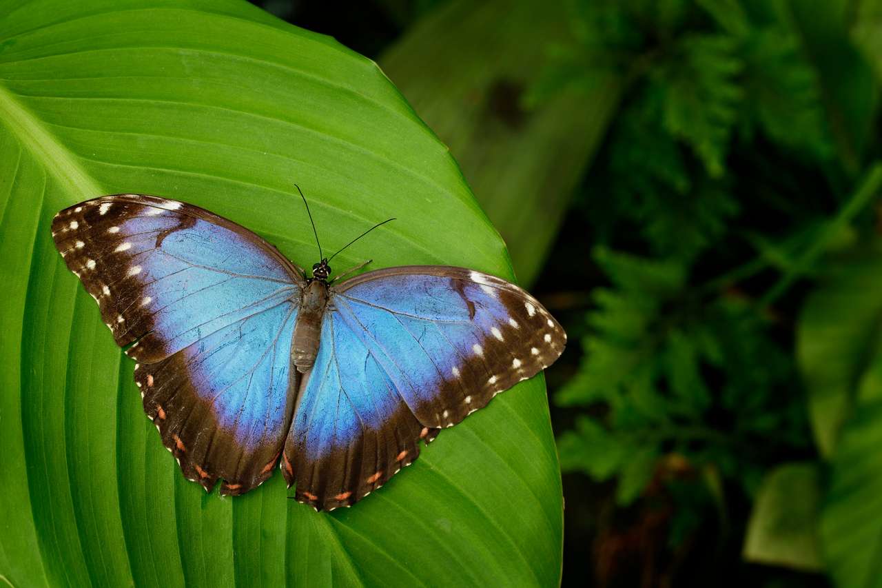 Красивая голубая бабочка пазл онлайн