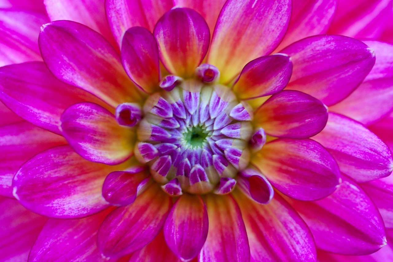 Roze bloem dahlia met groen centrum online puzzel