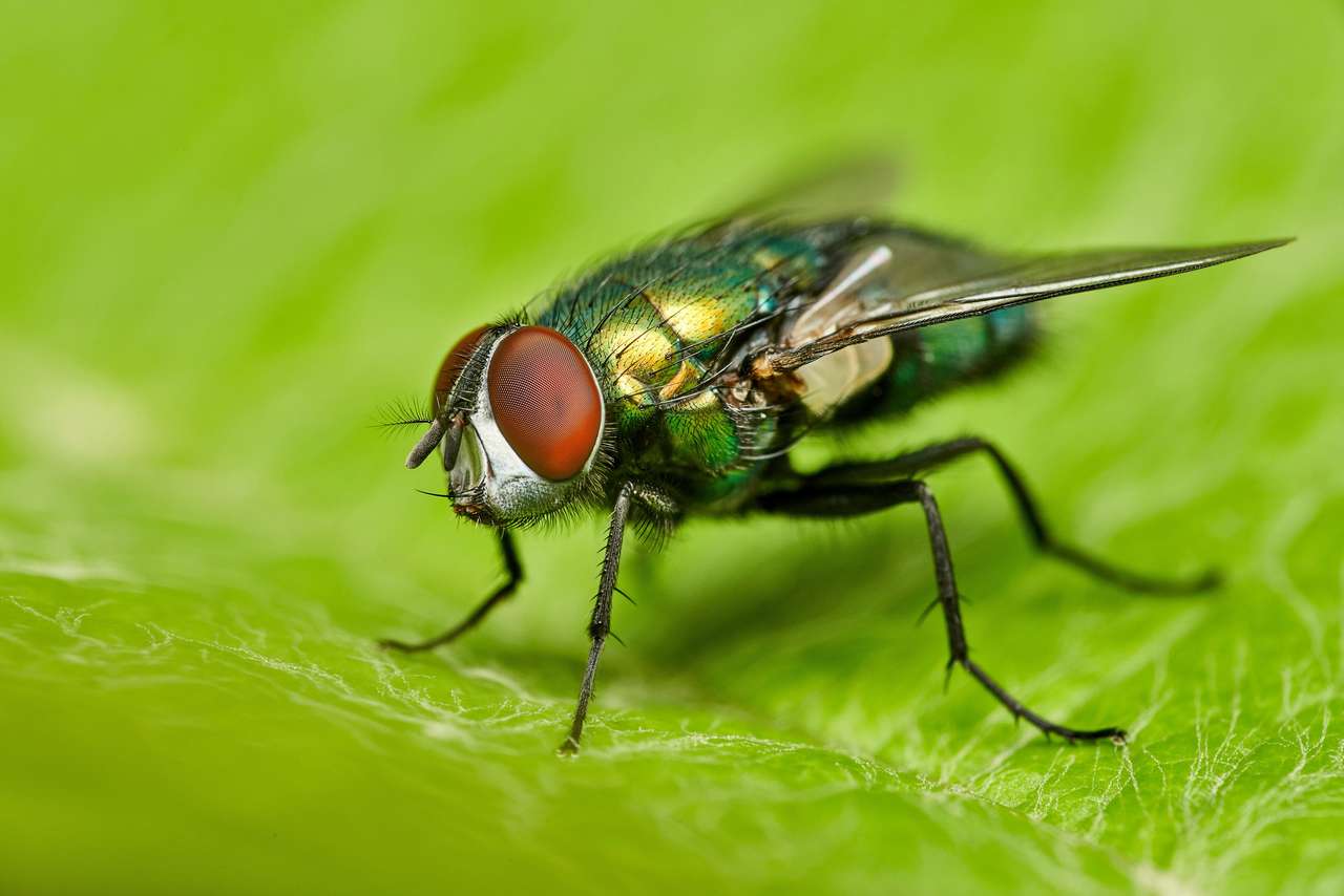 Μύγα καθισμένη σε ένα φύλλο παζλ online