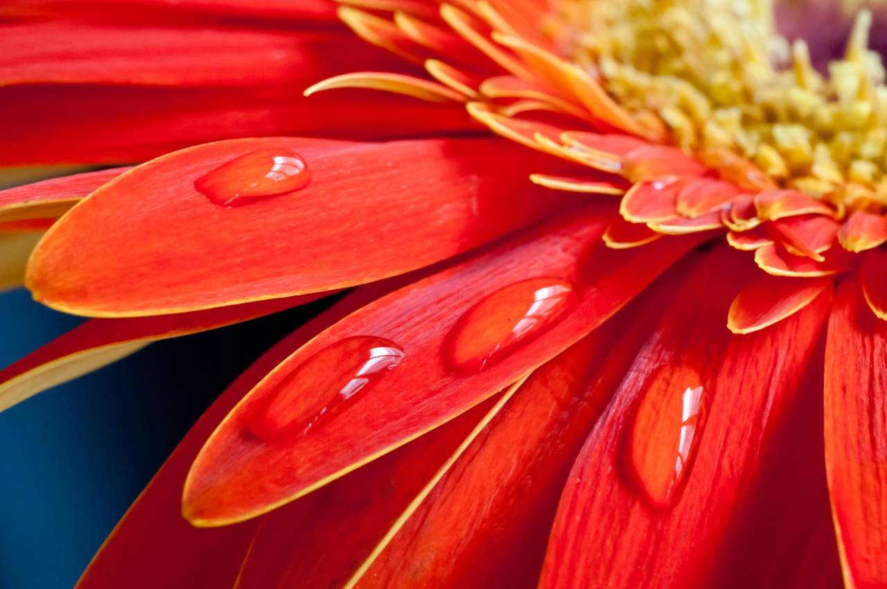 Червен гербер цвете с водни капки онлайн пъзел
