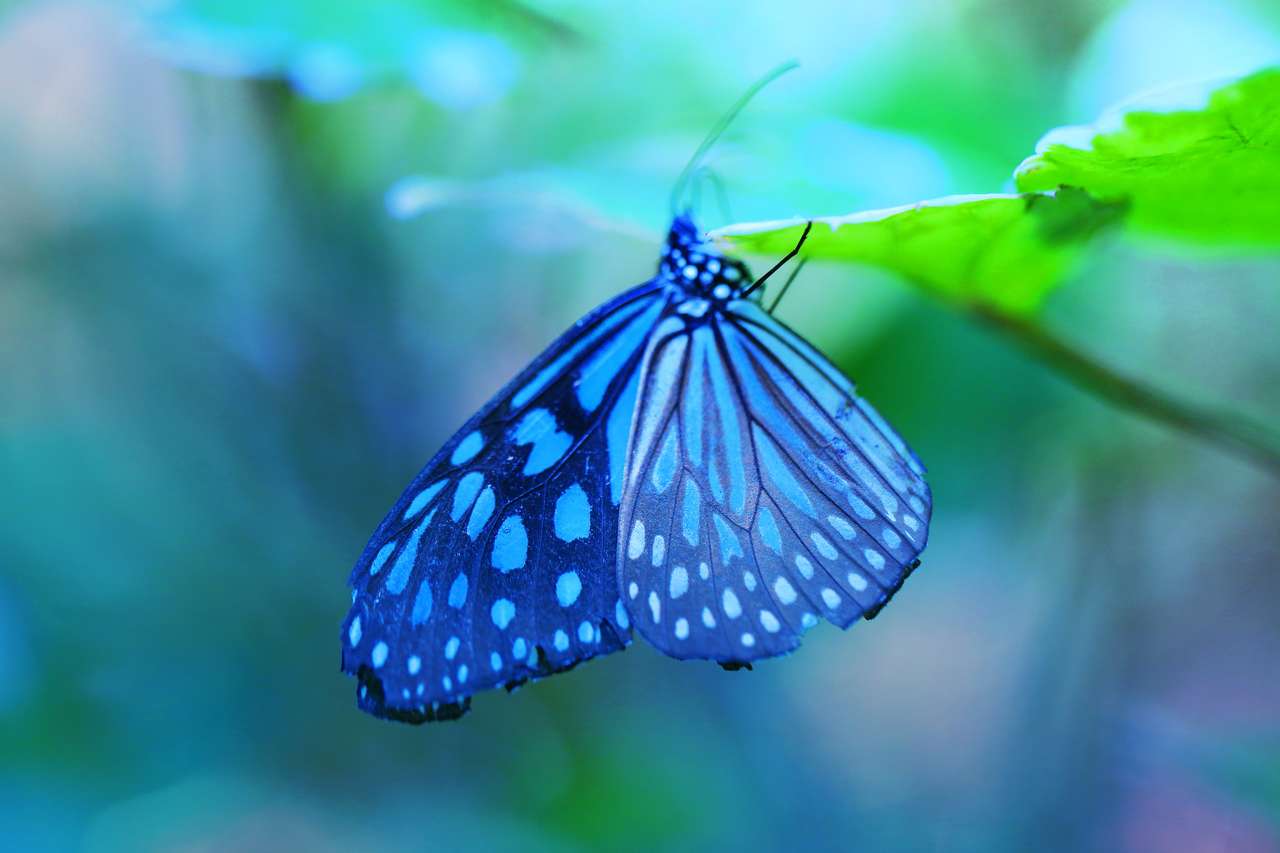 Красивая голубая тропическая бабочка пазл онлайн