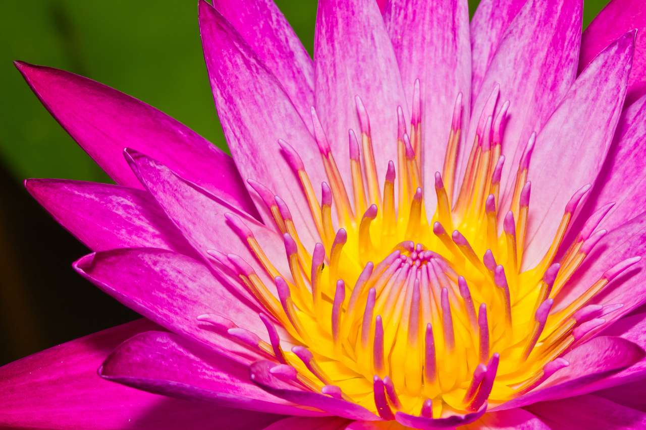 Rosa lotusblomma i en damm Pussel online