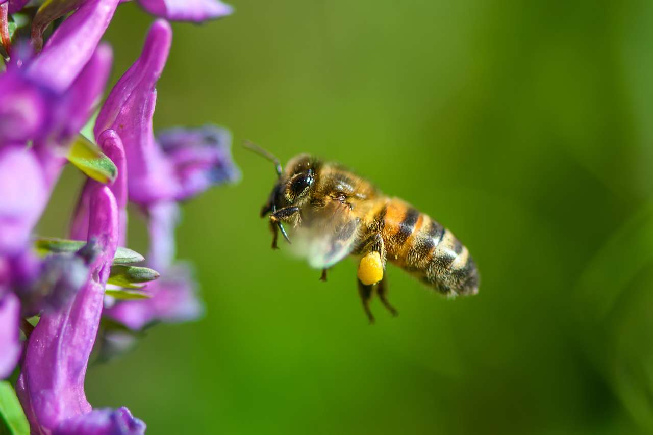Fliegende Biene landet auf violetter Blume Online-Puzzle