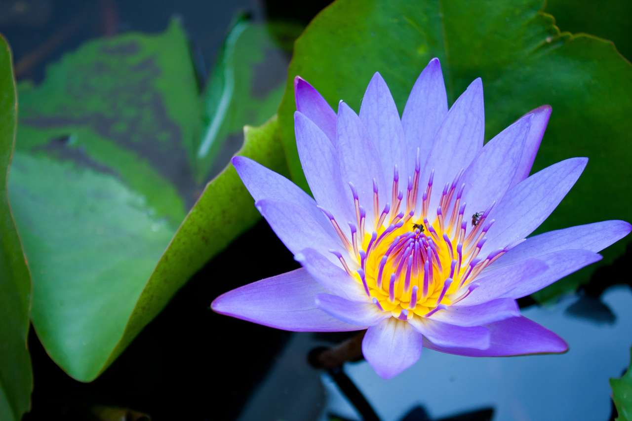 Lichtblauwe Lotus legpuzzel online
