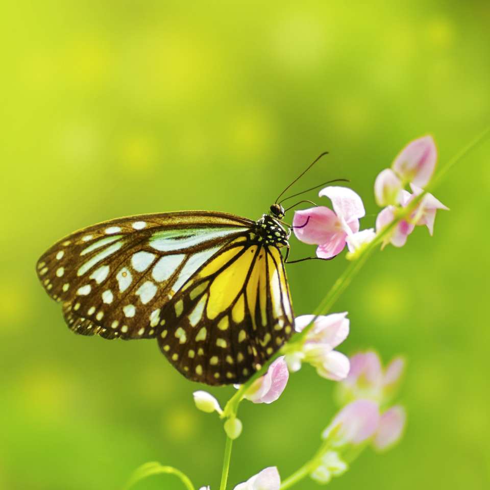 Mariposa alimentándose de flor rompecabezas en línea