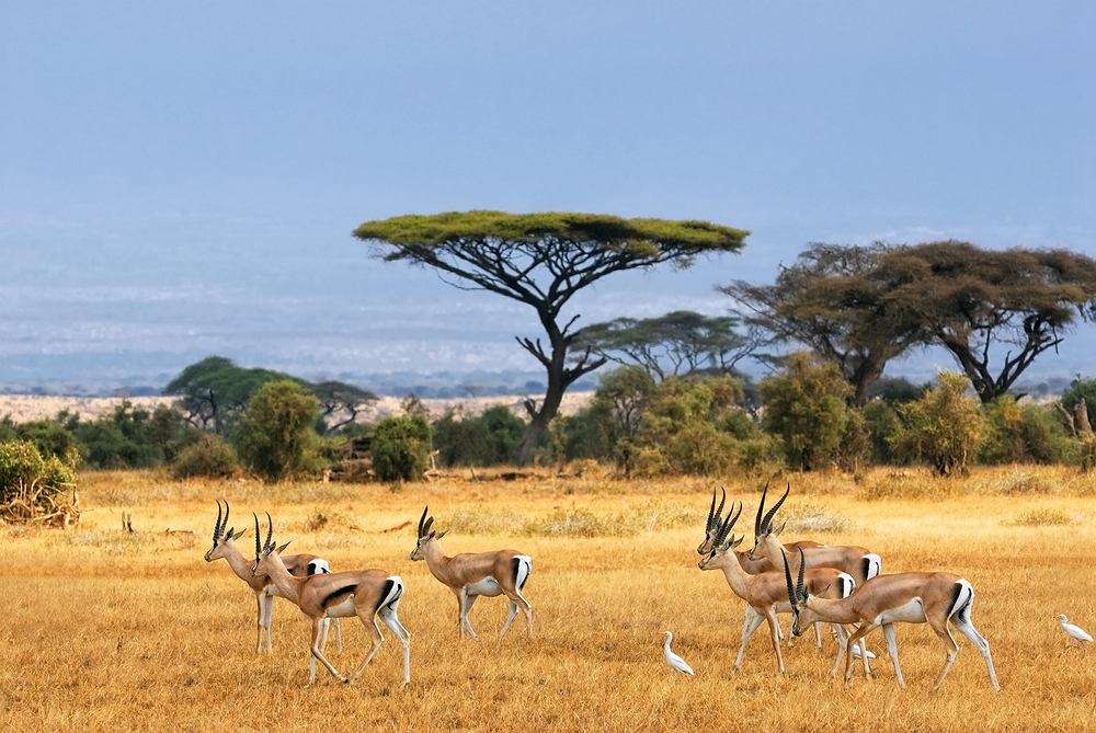 Szafari - afrikai állatok online puzzle