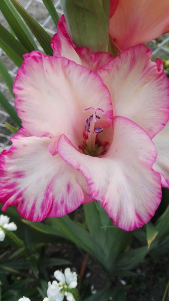 vacker gladiolus Pussel online