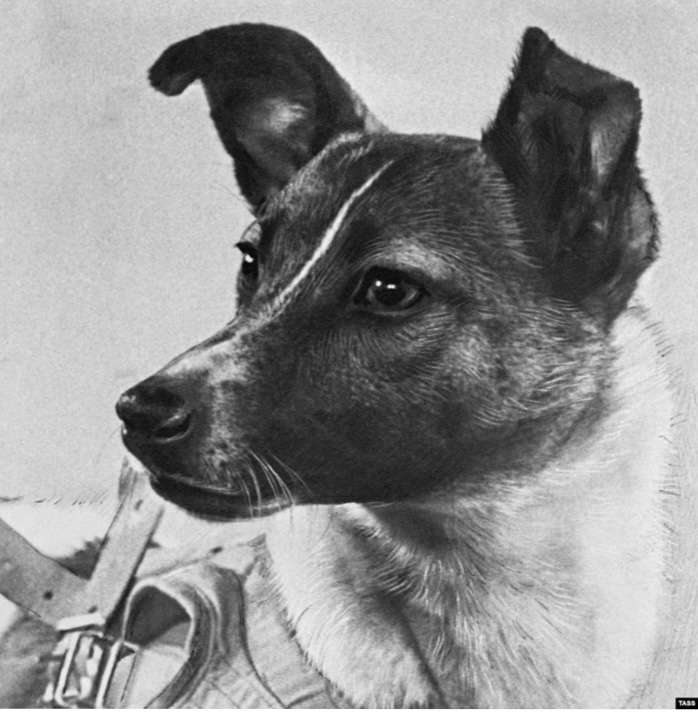 Vesmírný pes Laika skládačky online