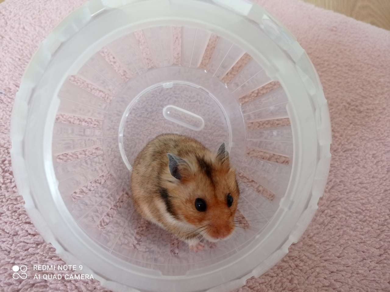 Hamster într-o minge puzzle online