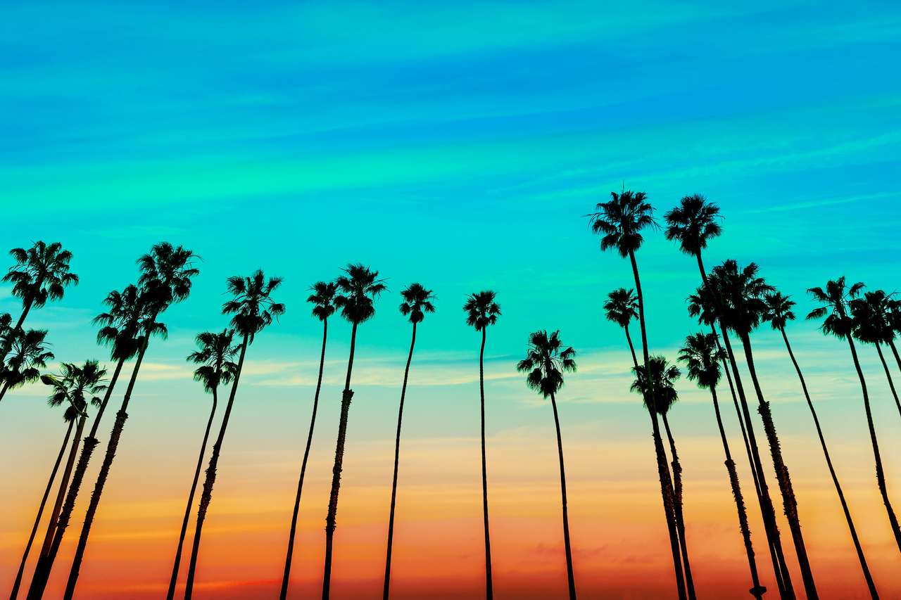 Linhas de palmeiras do pôr do sol da Califórnia em Santa Barbara, EUA puzzle online
