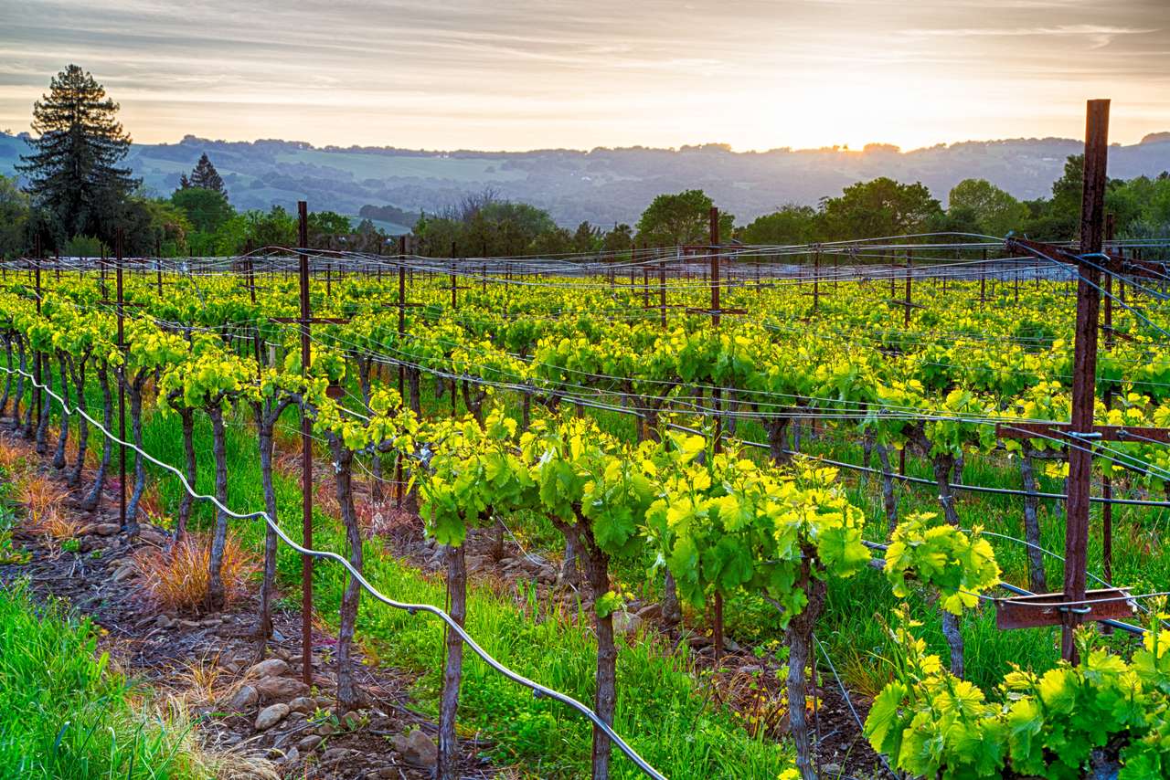 Wijngaarden in Californië online puzzel