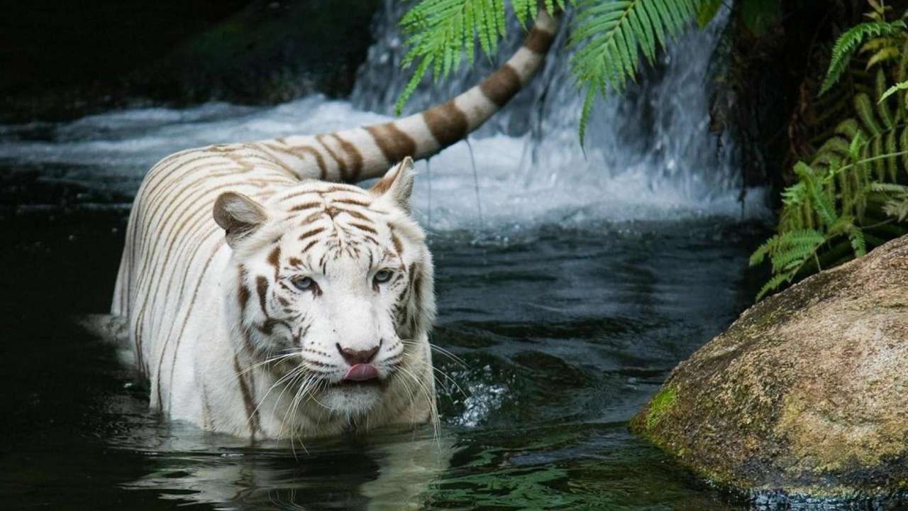 tigre branco no rio puzzle online