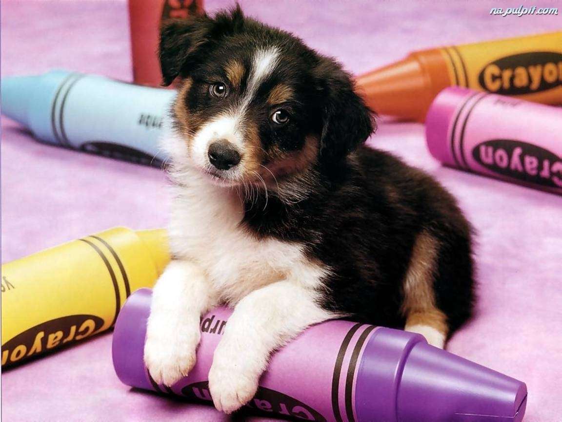 Een kleine hond tussen kleurpotloden legpuzzel online