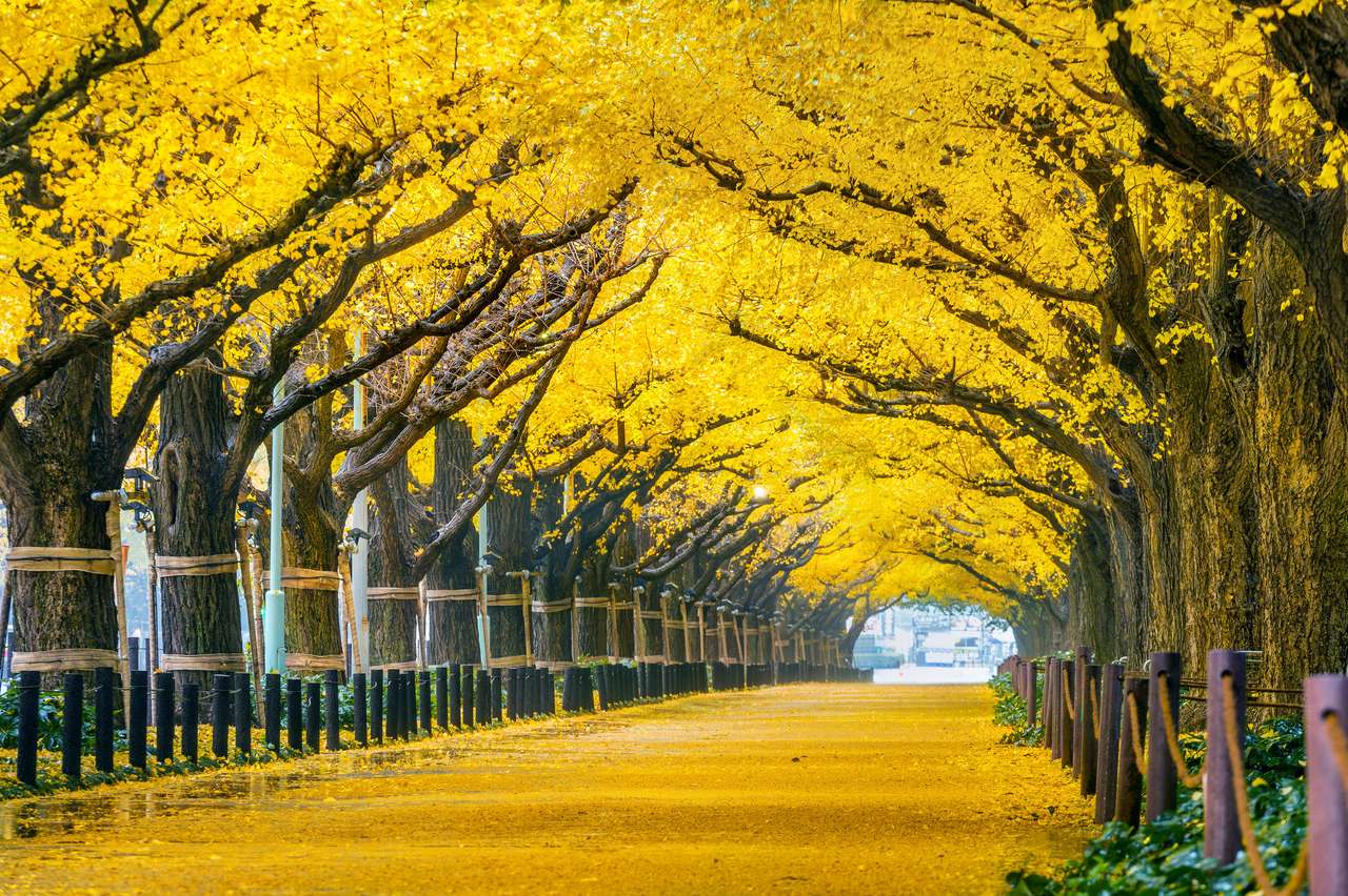 Fila de árbol de ginkgo amarillo en otoño rompecabezas en línea
