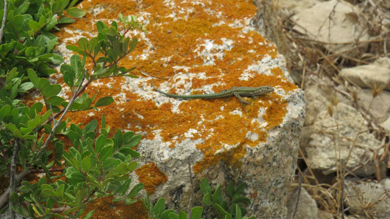 Lizard on a stone online puzzle