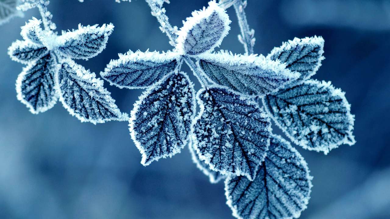 frozen tree branch online puzzle