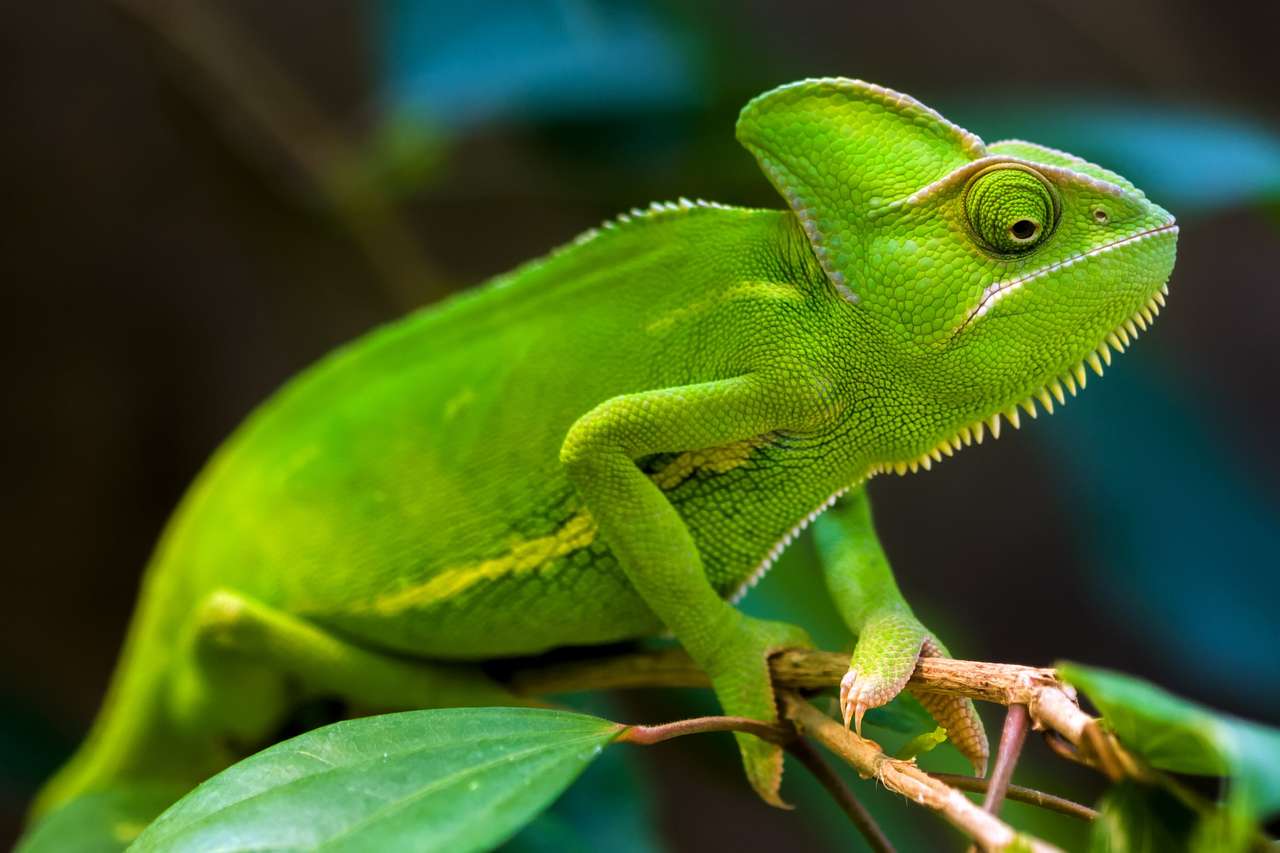 Zelený chameleon na stromě skládačky online