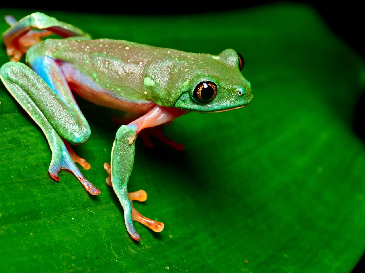 Тропическа жаба на листа в дъждовна гора на Коста Рика онлайн пъзел