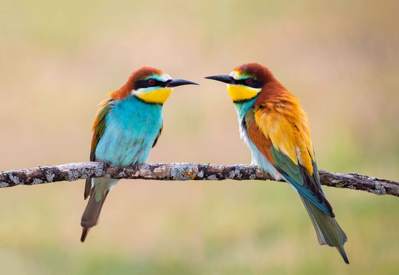 Couple of bee-eaters on a branch falling in love jigsaw puzzle online