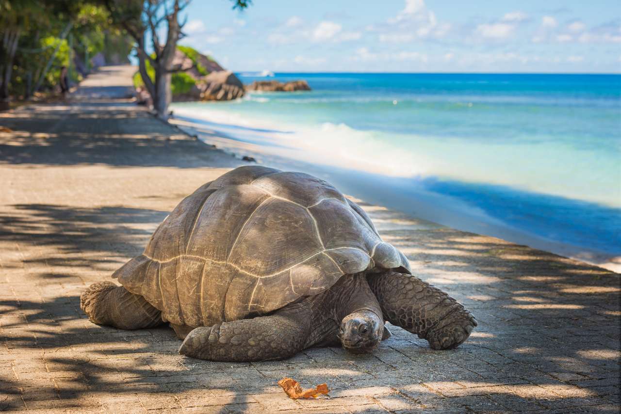 Seychelská obří želva online puzzle