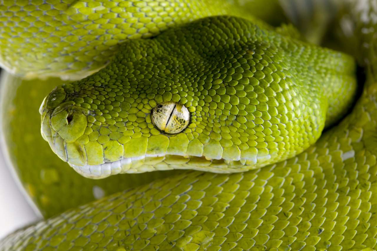 Green tree python online puzzle