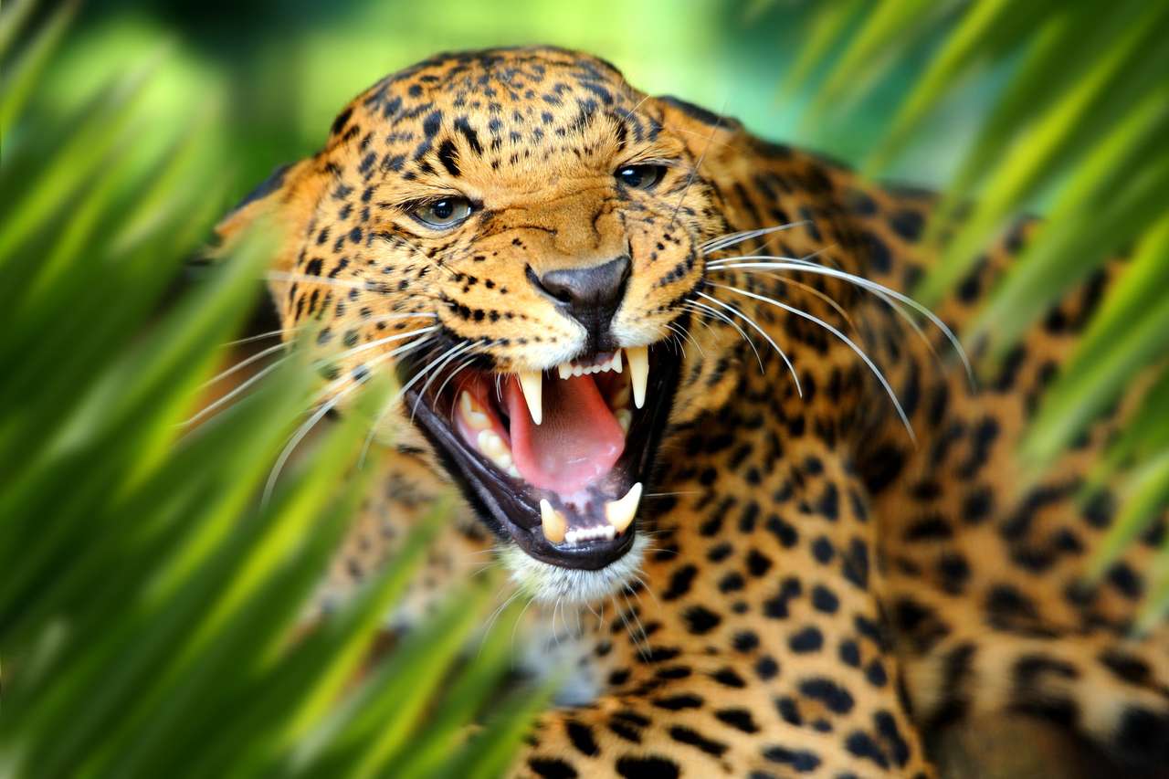 Leopardo, en, selva rompecabezas en línea